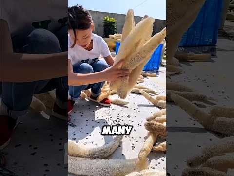 How the Chinese are earning thousands from gourds ? #shortvideo #shorts #viralvideo