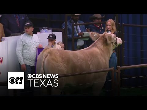 Record-breaking sale at Fort Worth Stock Show: Junior Grand Champion Steer fetches $375,000